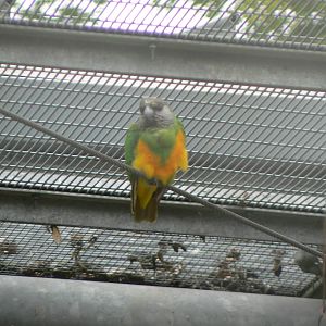 Animal Education Centre- Senegal Parrot