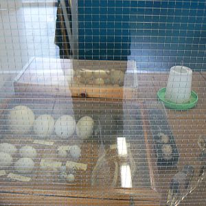 Animal Education Centre- Display