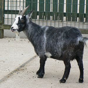 Animal Education Centre- Goat