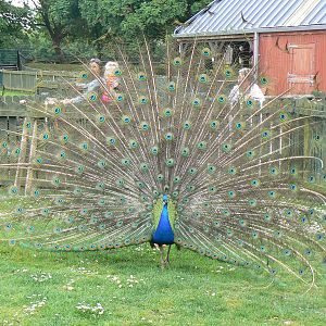 Animal Education Centre- Indian Blue Peafowl