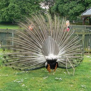 Animal Education Centre- Indian Blue Peafowl