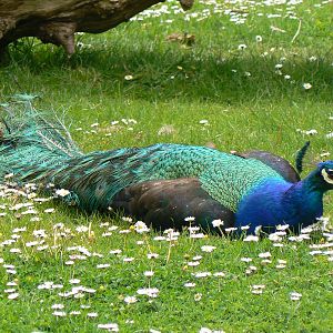 Animal Education Centre- Indian Blue Peafowl
