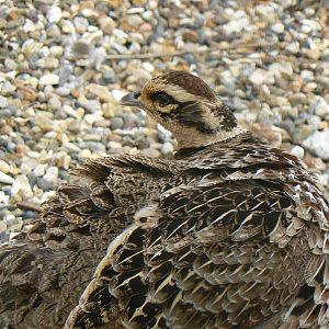 Animal Education Centre- Reeve's Pheasant