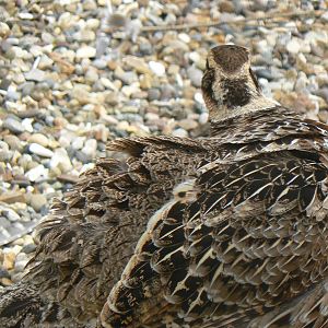 Animal Education Centre- Reeve's Pheasant