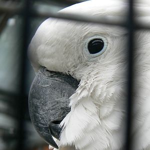 Animal Education Centre- Umbrella Cockatoo
