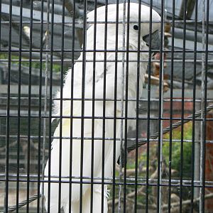 Animal Education Centre- Umbrella Cockatoo