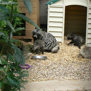 Animal Education Centre- Raccoon Dog Family