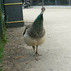 Animal Education Centre- Indian Blue Peafowl