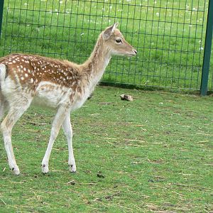 Animal Education Centre- Fallow Deer