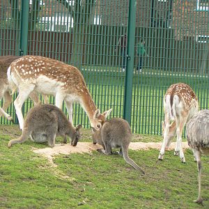 Animal Education Centre- Feeding time in the main paddock
