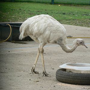 Animal Education Centre- Common Rhea