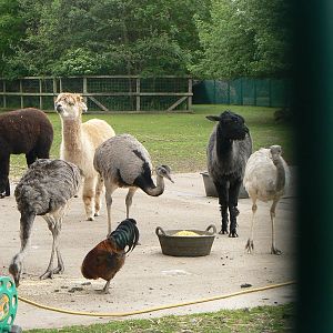Animal Education Centre- Feeding time in the main paddock