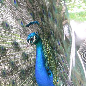 Animal Education Centre- Indian Blue Peafowl