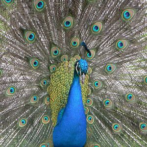 Animal Education Centre- Indian Blue Peafowl