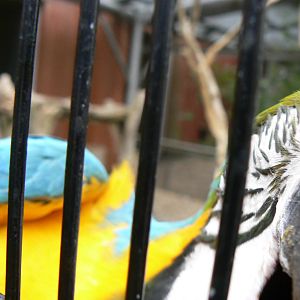 Animal Education Centre- Blue and Yellow Macaw
