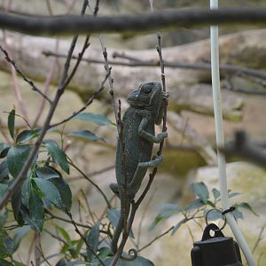 Common Chameleon
