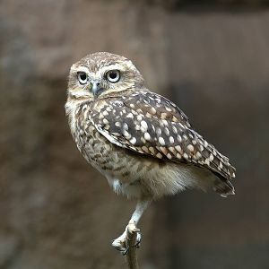 burrowing owl