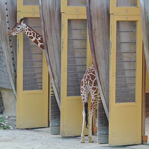 Giraffe with a very long neck