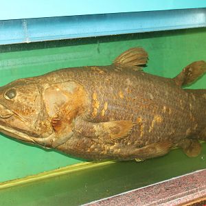 Coelacanth (Latimeria chalumnae)