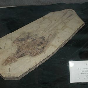 Confuciusornis sanctus