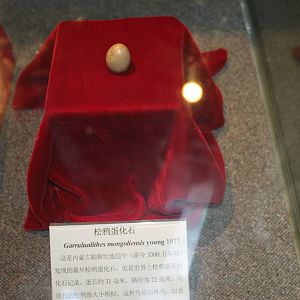 Garrulualithes mongoliensis