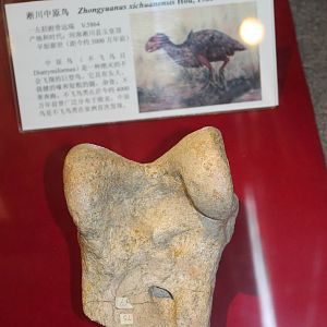 Gastornis xichuanensis