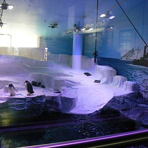 Gentoo Penguin Enclosure