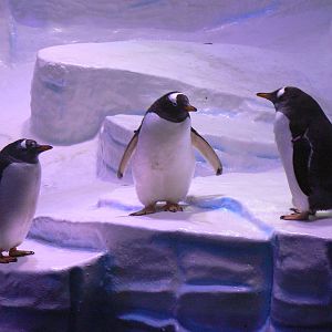 Gentoo Penguins