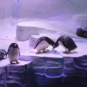 Gentoo Penguins