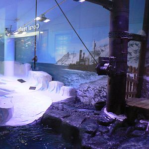 Gentoo Penguin Enclosure