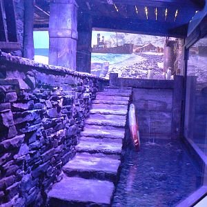 Gentoo Penguin Enclosure