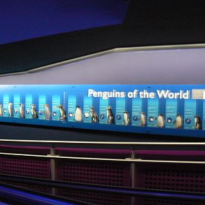 Gentoo Penguin Exhibit Sign