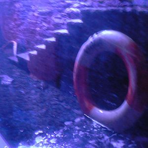 Gentoo Penguin Enclosure