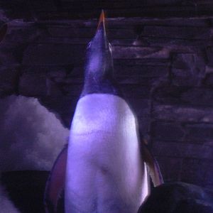 Gentoo Penguin