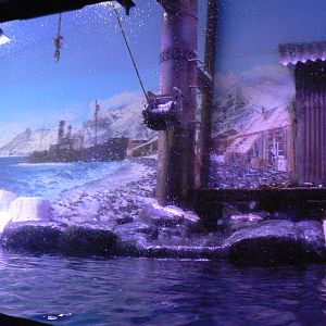 Gentoo Penguin Enclosure