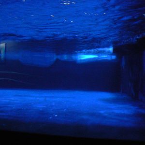 Gentoo Penguin Enclosure