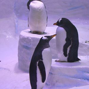 Gentoo Penguins