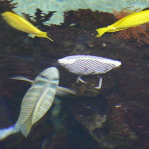 Lagoon Of Light- Feeder