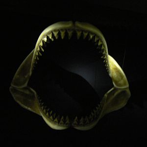 Megalodon Skull