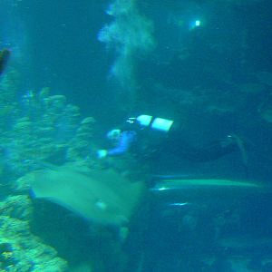 Diver in Endless Oceans