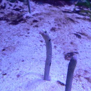 Spotted Garden Eel