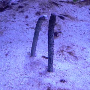 Spotted Garden Eel
