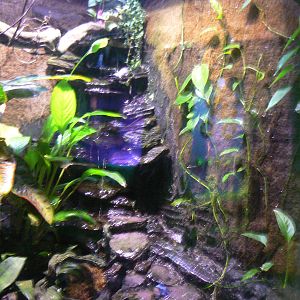 Blue Poison Dart Frog Exhibit