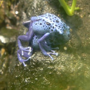 Blue Poison Dart Frogs Mating