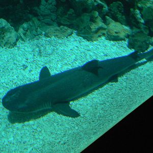 White Tip Reef Shark