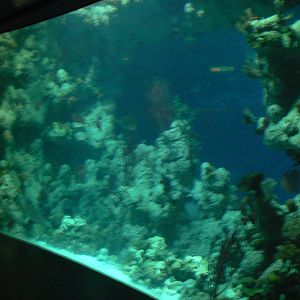 Endless Ocean Tank View