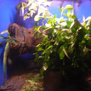 Tank in Bug Champions