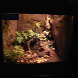 Tank in Bug Champions