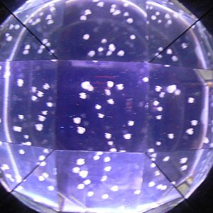 Jellyfish Tank