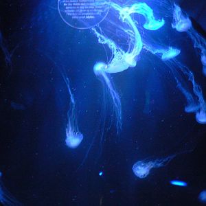 Jellyfish Tank